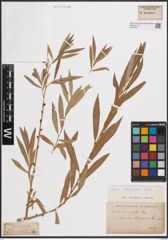 Foto von Salix elbursensis Boiss.